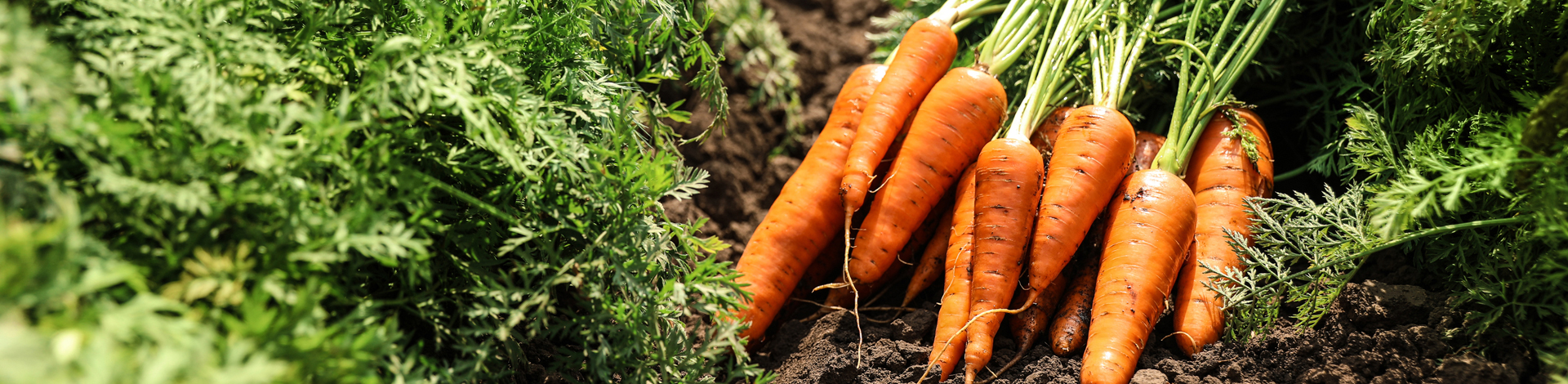 Turf Carrots Turf & Landscape Knowledge Hub | ICL